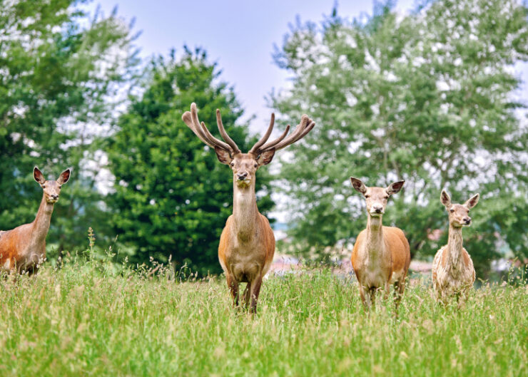 Wildfreizeitpark-Oberreith2