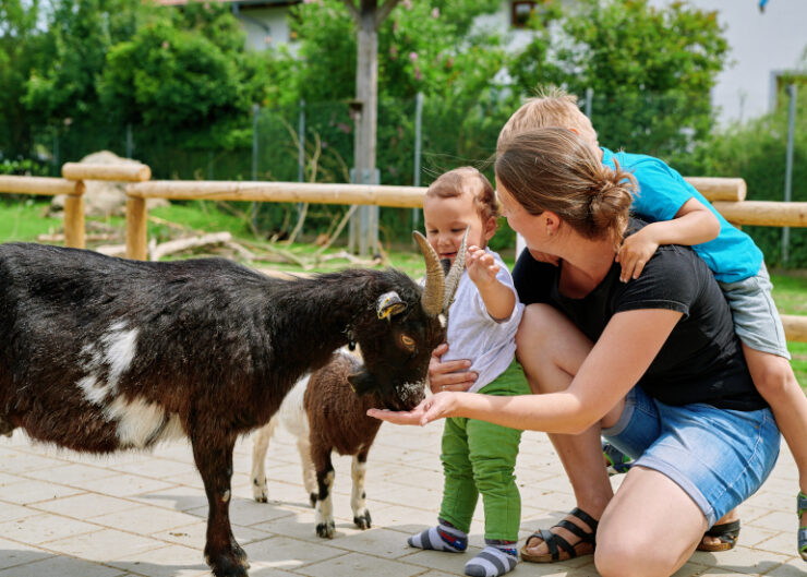 Wildfreizeitpark-Oberreith4